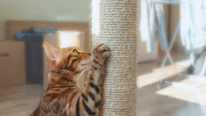 Bengal cat scratching a cat tree post at home