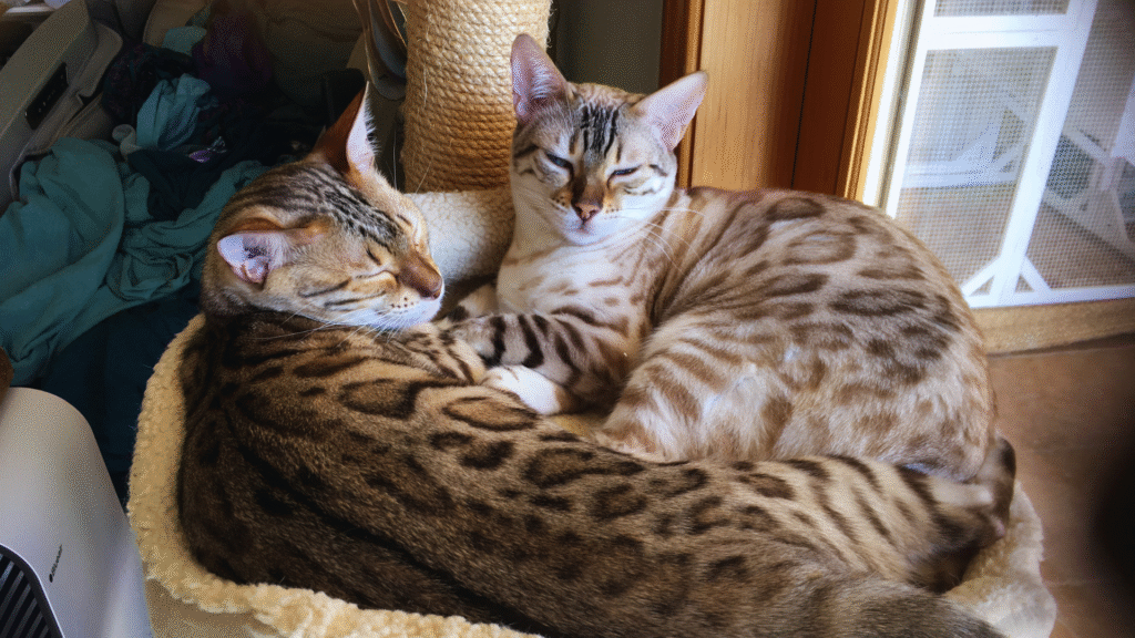 Two Bengal cats sleeping peacefully on a sofa