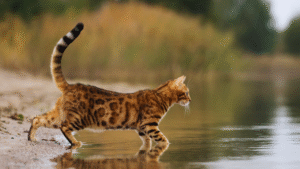 A Bengal cat sitting in nature near a lake, surrounded by green grass and wild plants