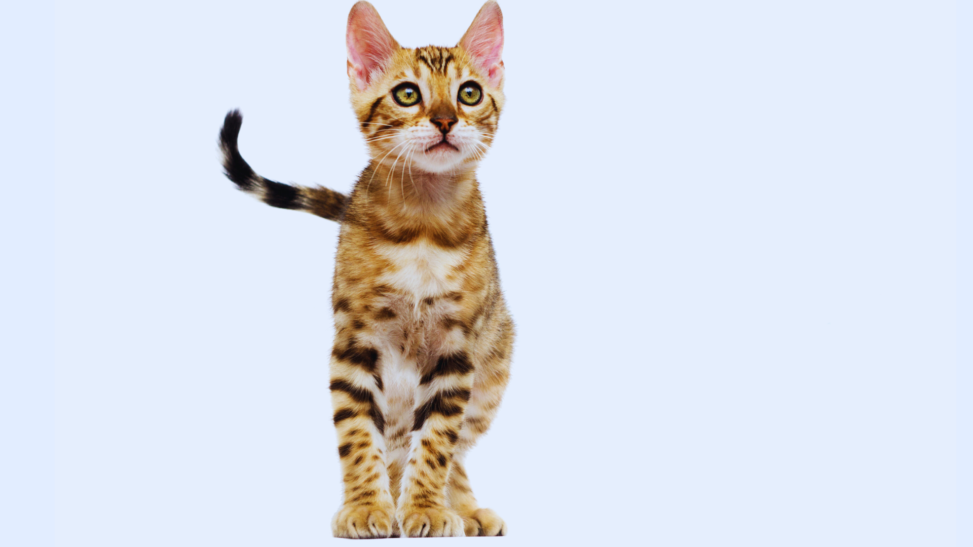 Bengal Cat with striking spotted coat sitting gracefully.