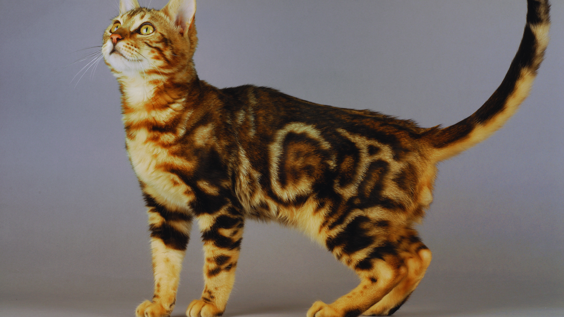 Bengal Cat playing with water, showing curiosity and energy.