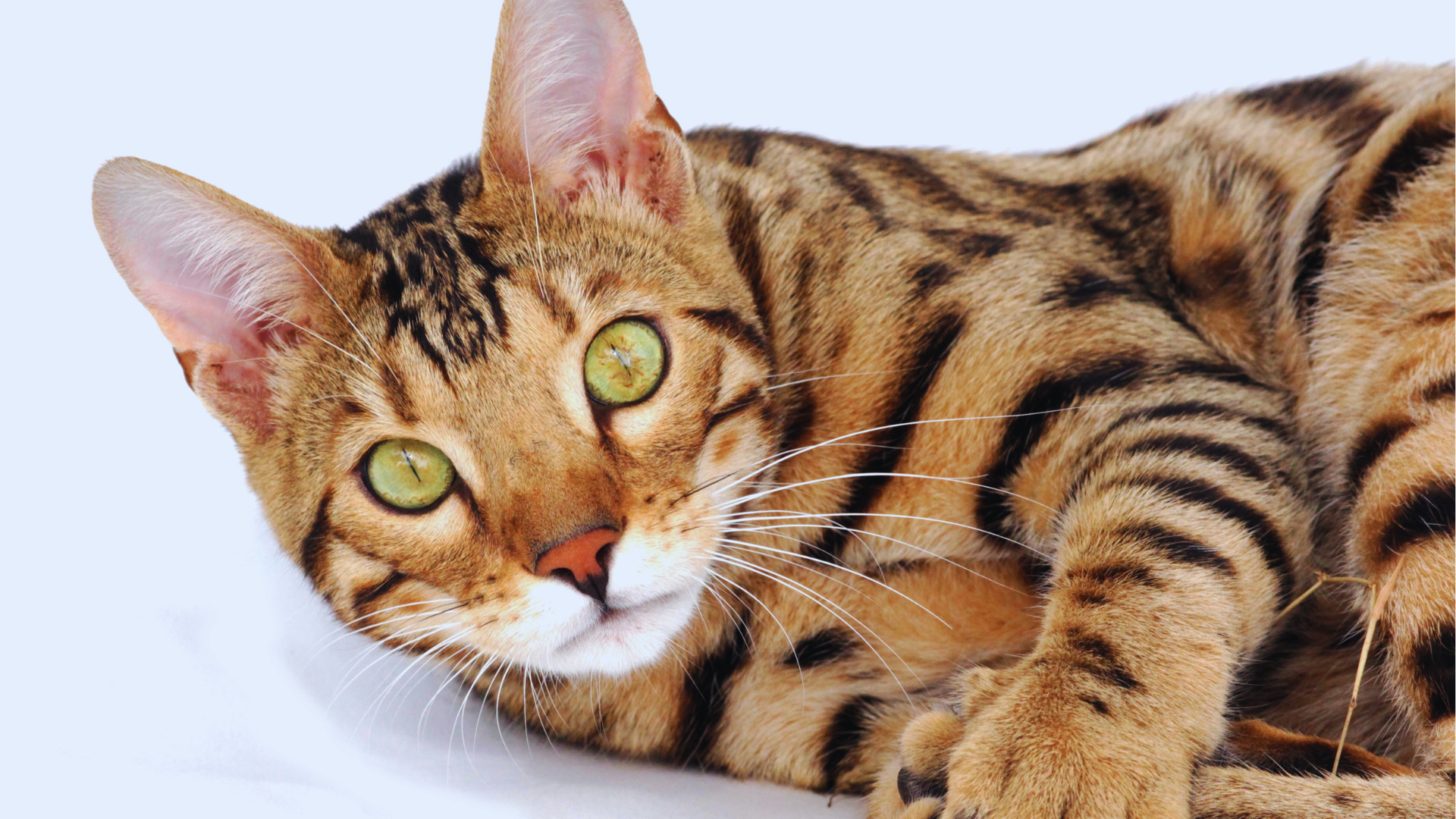 Bengal Cat with a distinctive spotted coat sitting gracefully on a soft surface