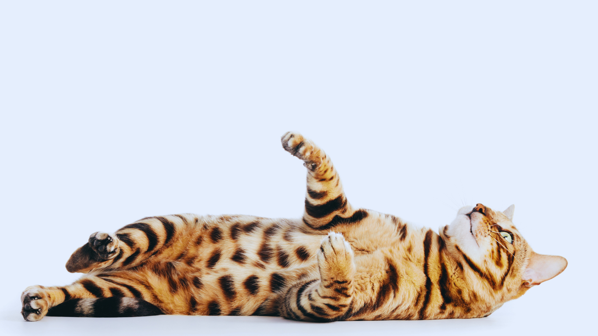 Bengal Cat with distinctive spotted coat sitting alertly.